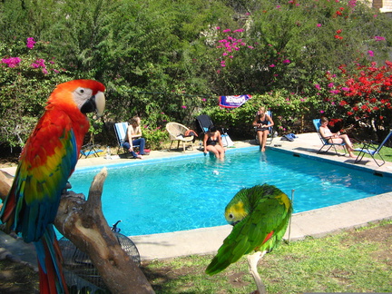 IMG 2501a Zwembad en tuin van hostel Rocha