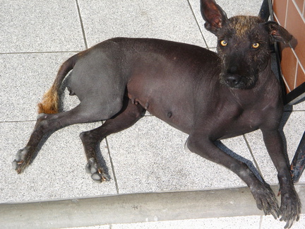 IMG 2307 Peruaanse naakte hond gebruikt als bodywarmer voor artritis patienten