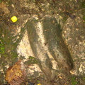 IMG 2204a Sporen van Lamas uitgesleten in de stenen