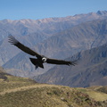 IMG 3193 Condor bij Cruz del Condor