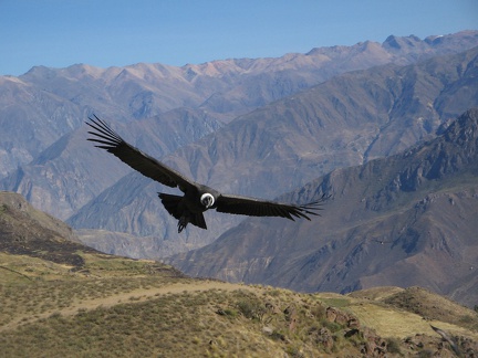 IMG 3193 Condor bij Cruz del Condor