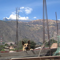 IMG 3298 Eenzame hond op het dak