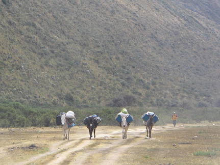 IMG 3495 4 ezeltjes met ezeldrijver van georganiseerde tour