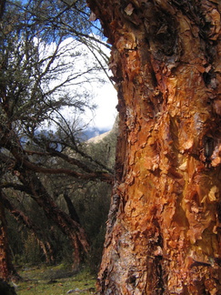 IMG 3545 Vervelbomen op Huaripampa