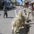 IMG 3979 Lamas die niet mee willen werken op straat