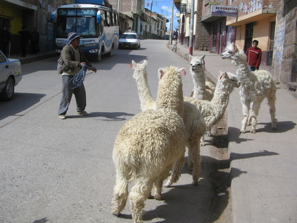 IMG 3979 Lamas die niet mee willen werken op straat