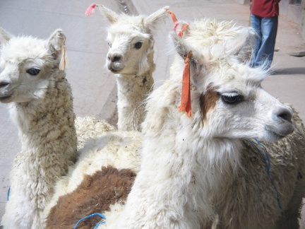 IMG 3980 Lamas met mooie strikken in de oren