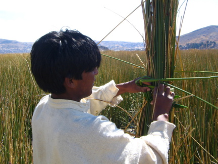 IMG 7982 Het riet wordt gebundeld met riet