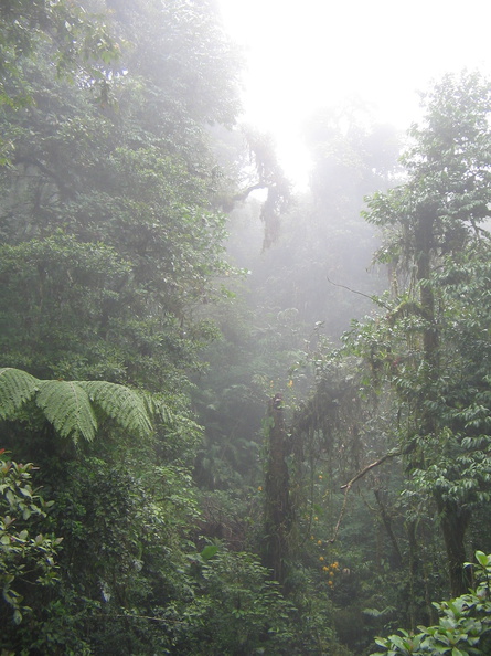 IMG_5055_Jungle_in_de_mist.jpg