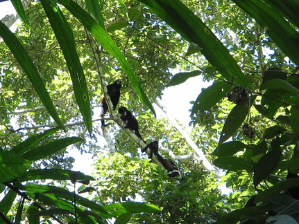 IMG 5954 Brulapen in Cahuita