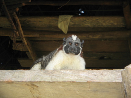 IMG 7316 Er werd een Tamarin aapje vastgehouden