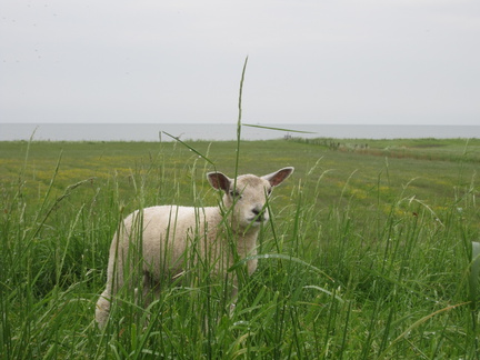 0080 - Schaapje dijk Edam Hoorn