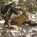 IMG 1237 Land Iguana