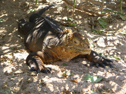 IMG 1237 Land Iguana