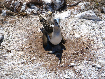 IMG 1256 Blue Footed Booby op het nest met jong