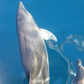 IMG_1322_Bottle_nosed_dolfijnen_zwemmen_voor_de_boot_uit.jpg