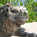 IMG 1641 Portret van een Marina Iguana
