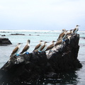 IMG 1740 Blue footed boobies op een rots