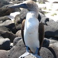 IMG 1843 Blue footed booby Jan van Gent