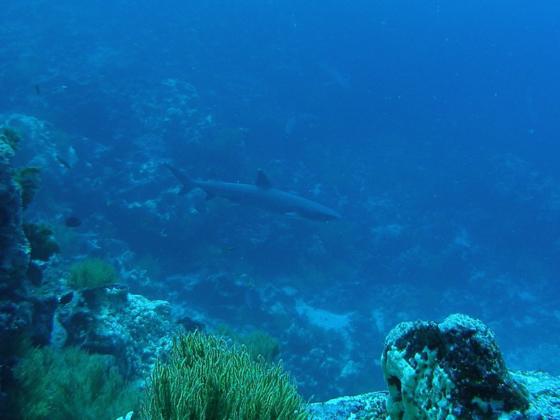 P5160104_White_tip_reef_shark_foto_Coen.jpg
