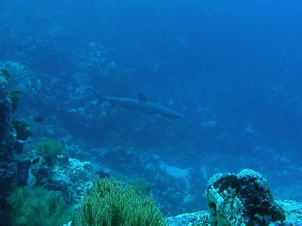 P5160104 White tip reef shark foto Coen