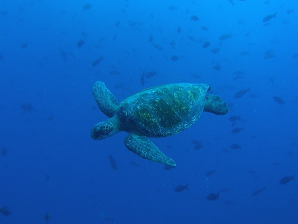 P5160117 Zeeschildpad foto Coen