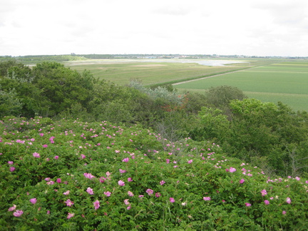 0420 - Den Helder in de verte