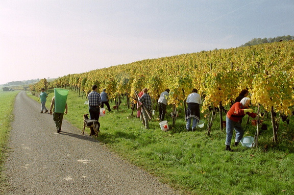 Druifranken overzicht