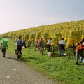 Druifranken overzicht