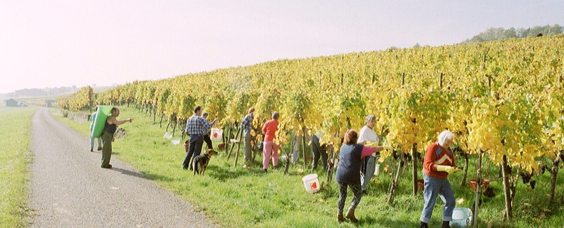 Druifranken_panorama_overzicht.jpg