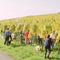 Druifranken panorama overzicht