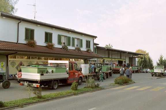 Druiven wegbrengen De file