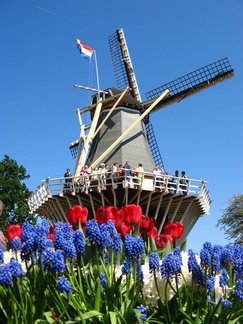 IMG 4160 - Keukenhof