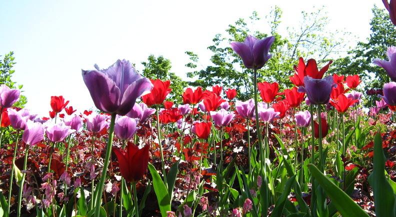 IMG 4169 - Keukenhof