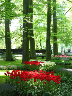 IMG 4195 - Keukenhof