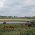 IMG 6573 - Koeien in de duinen bij Den Helder