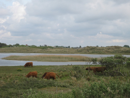 IMG 6573 - Koeien in de duinen bij Den Helder