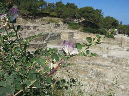 2015-06-20 095943 Rhodos