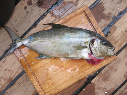 2016-06-07 110620 TresHombres LaPalma Grenada