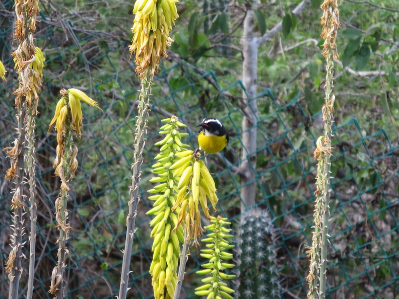 2017-03-29_210902_Bonaire.jpg