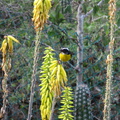 2017-03-29 210902 Bonaire