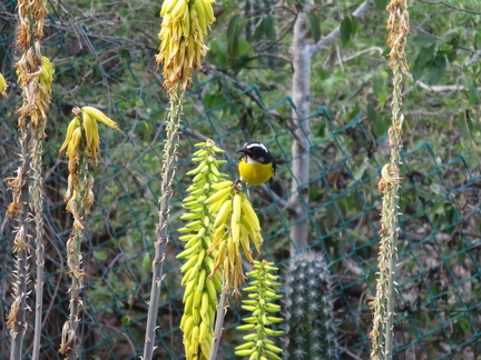 2017-03-29 210902 Bonaire