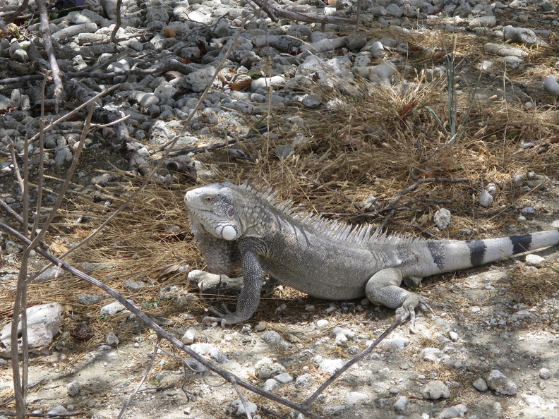 2017-04-06 182122 Bonaire