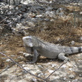 2017-04-06 182122 Bonaire