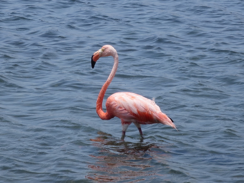 2017-04-06_185029_Bonaire.jpg