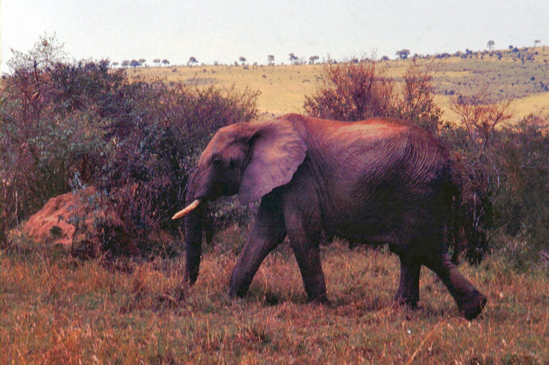 1990 Africa 0807.JPG