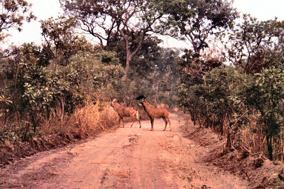 1990 Africa 0444