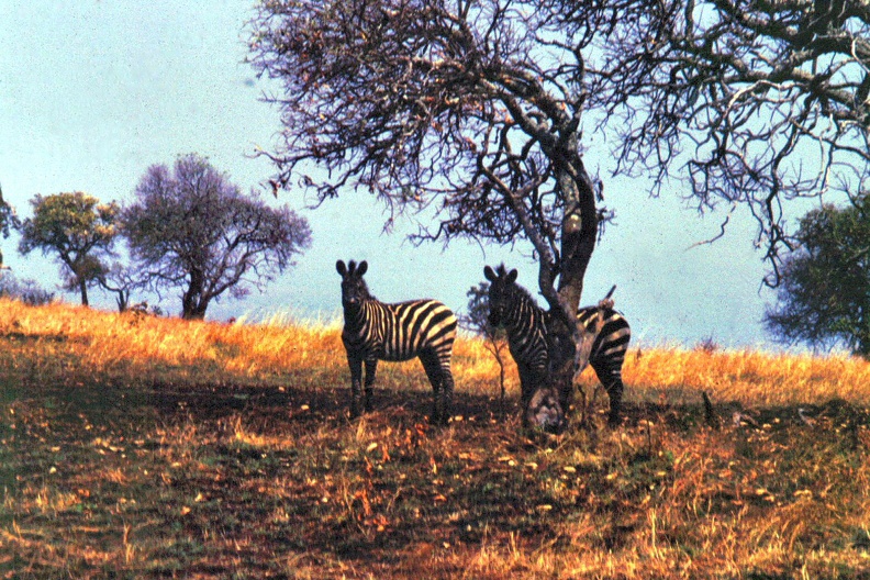 1990 Africa 0766.JPG