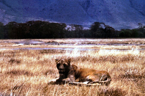 1990 Africa 0849