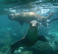 Spelende zeeleeuwen onder water